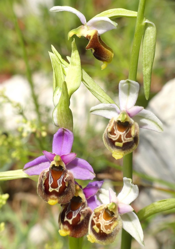 Ophrys lacaitae: la regina delle Ophrys prov. Frosinone  2020